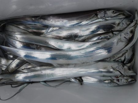 遊漁船 幸友丸 釣果