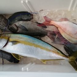 大進丸（新潟） 釣果