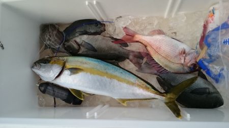 大進丸（新潟） 釣果