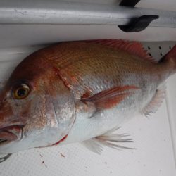 BlueNote Fishing Taxi 釣果