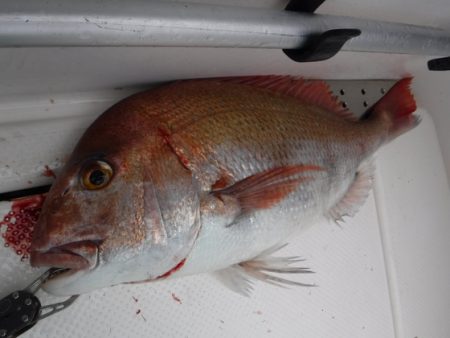 BlueNote Fishing Taxi 釣果