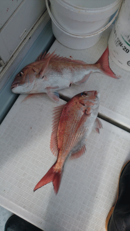 遊漁船ブルーウッズ 釣果