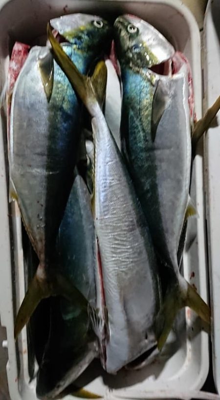 スカイマリン 釣果