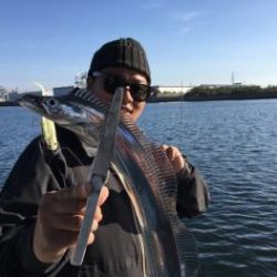 シーマジカル 釣果