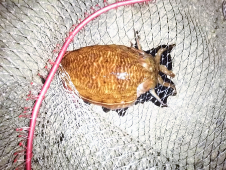 晩秋エギング パート3