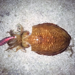 晩秋エギング パート3