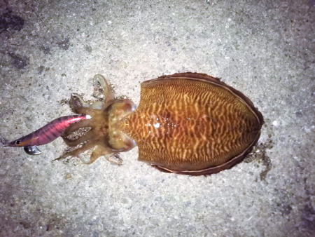 晩秋エギング パート3