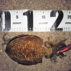 晩秋エギング パート3