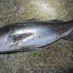 遅れて来た荒喰いシーズン