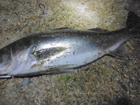 遅れて来た荒喰いシーズン