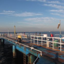 オリジナルメーカー海づり公園(市原市海づり施設) 釣果