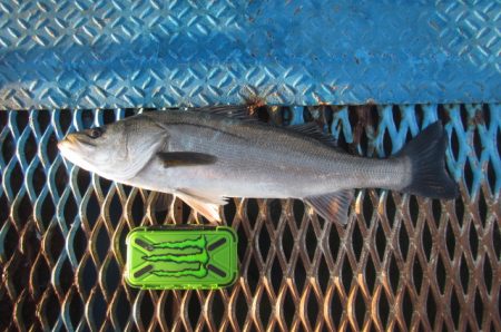 オリジナルメーカー海づり公園(市原市海づり施設) 釣果