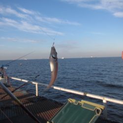 オリジナルメーカー海づり公園(市原市海づり施設) 釣果