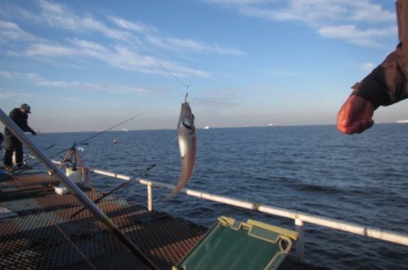 オリジナルメーカー海づり公園(市原市海づり施設) 釣果