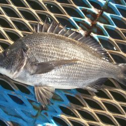 オリジナルメーカー海づり公園(市原市海づり施設) 釣果