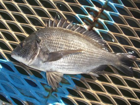 オリジナルメーカー海づり公園(市原市海づり施設) 釣果