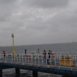 オリジナルメーカー海づり公園(市原市海づり施設) 釣果