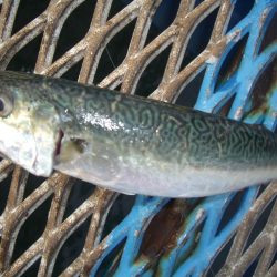 オリジナルメーカー海づり公園(市原市海づり施設) 釣果