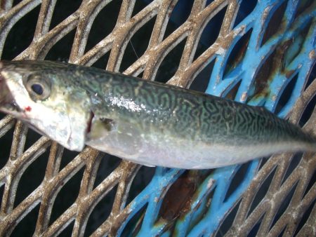 オリジナルメーカー海づり公園(市原市海づり施設) 釣果