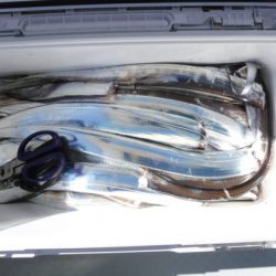 遊漁船 幸友丸 釣果