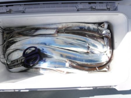 遊漁船 幸友丸 釣果