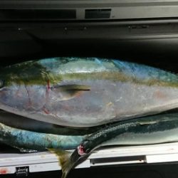 スカイマリン 釣果