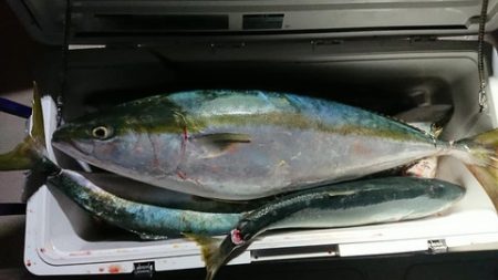 スカイマリン 釣果