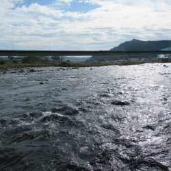 狩野川(狩野川漁業協同組合) 釣果