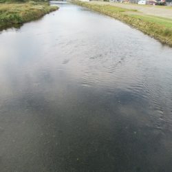 狩野川(狩野川漁業協同組合) 釣果