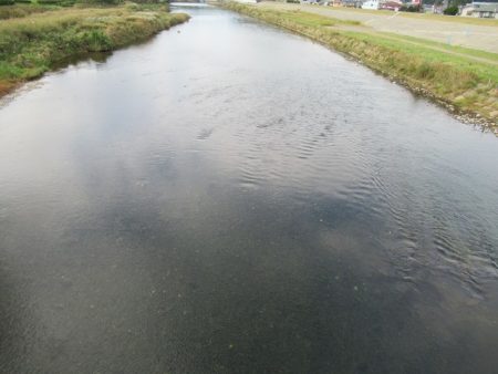 狩野川(狩野川漁業協同組合) 釣果