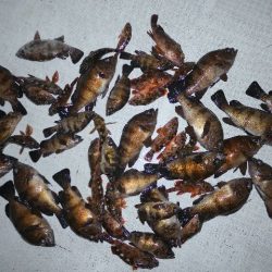 TOPGUN名古屋 釣果