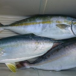 しば渡船 釣果