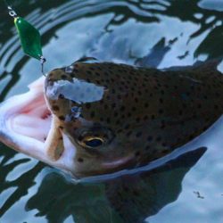 小菅トラウトガーデン 釣果