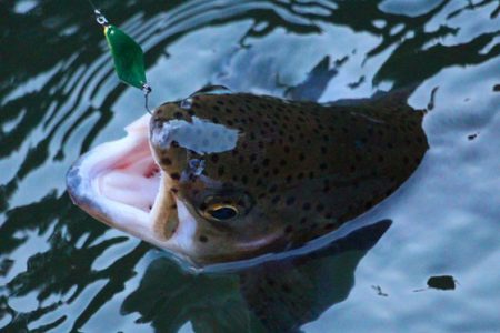小菅トラウトガーデン 釣果