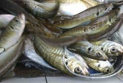 久里浜黒川本家 釣果