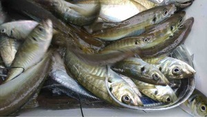 久里浜黒川本家 釣果