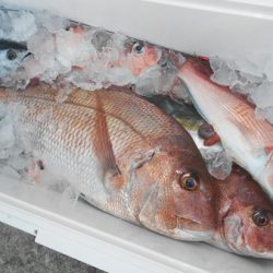 こうゆう丸 釣果