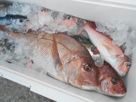 こうゆう丸 釣果