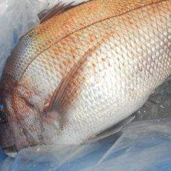 こうゆう丸 釣果