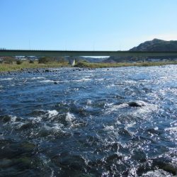 狩野川(狩野川漁業協同組合) 釣果