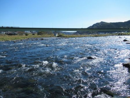 狩野川（狩野川漁業協同組合） 釣果