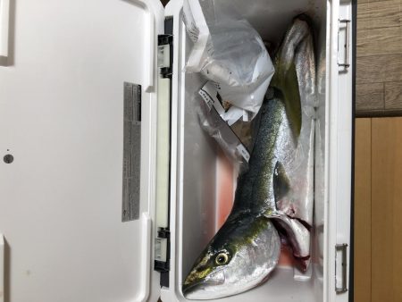 鰤と呼んでいいのやら