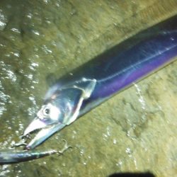 淀川タチウオ警報！