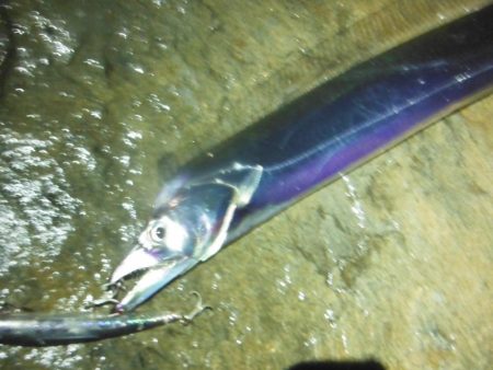 淀川タチウオ警報！