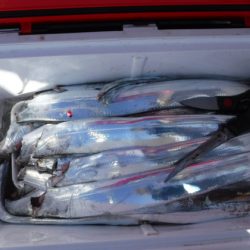 遊漁船 幸友丸 釣果