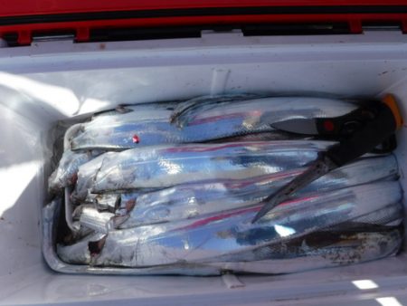 遊漁船 幸友丸 釣果