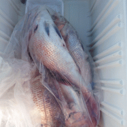 遊漁船ブルーウッズ 釣果