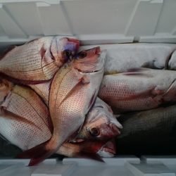 大進丸(新潟) 釣果