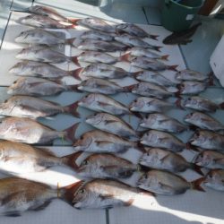 遊漁船 幸友丸 釣果