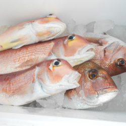 こうゆう丸 釣果